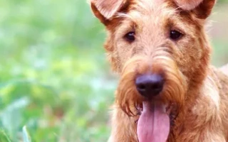 Explore the Irish Terrier – a brave, affectionate, and alert dog breed. Learn about training, grooming, temperament, and what to expect from this classic terrier.
