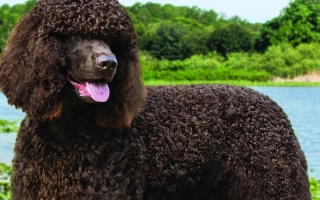 Discover the Irish Water Spaniel – a curly, energetic, water-loving breed. Learn about temperament, grooming needs, training tips, and ideal lifestyle.