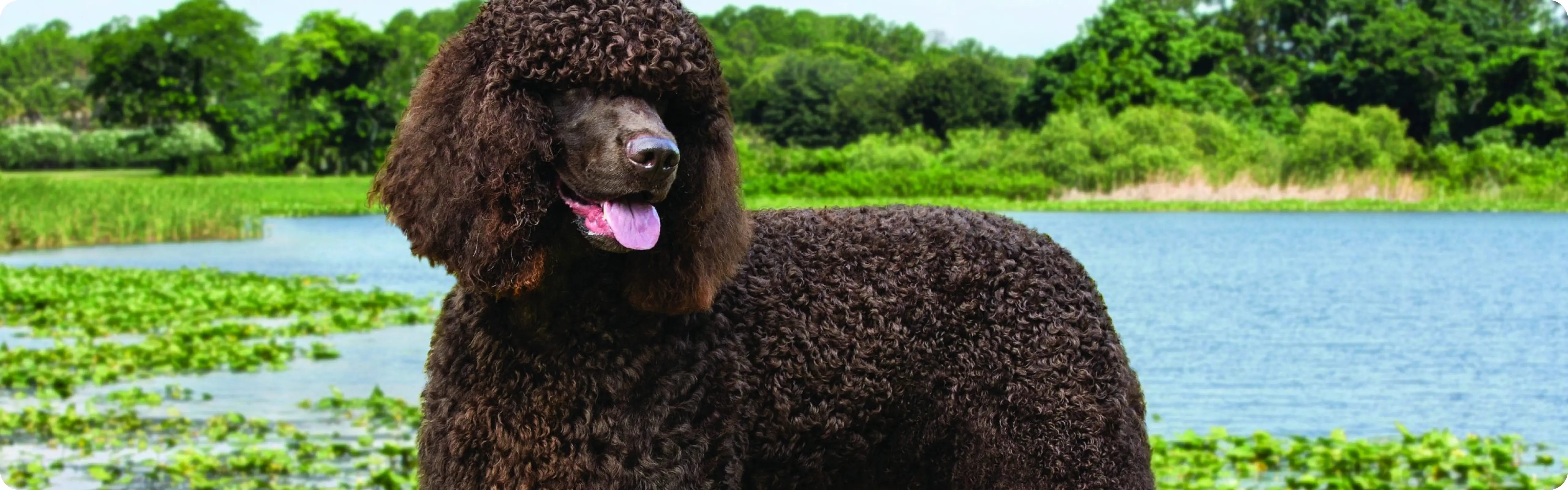 Irish Water Spaniel