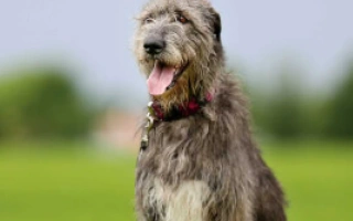 Meet the Irish Wolfhound – the tallest dog breed, known for its noble, gentle nature. Learn about size, care needs, grooming, and temperament.