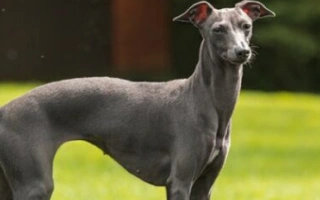 Discover the Italian Greyhound – a small, elegant, and loving breed. Learn about temperament, grooming, exercise, health, and lifestyle compatibility.