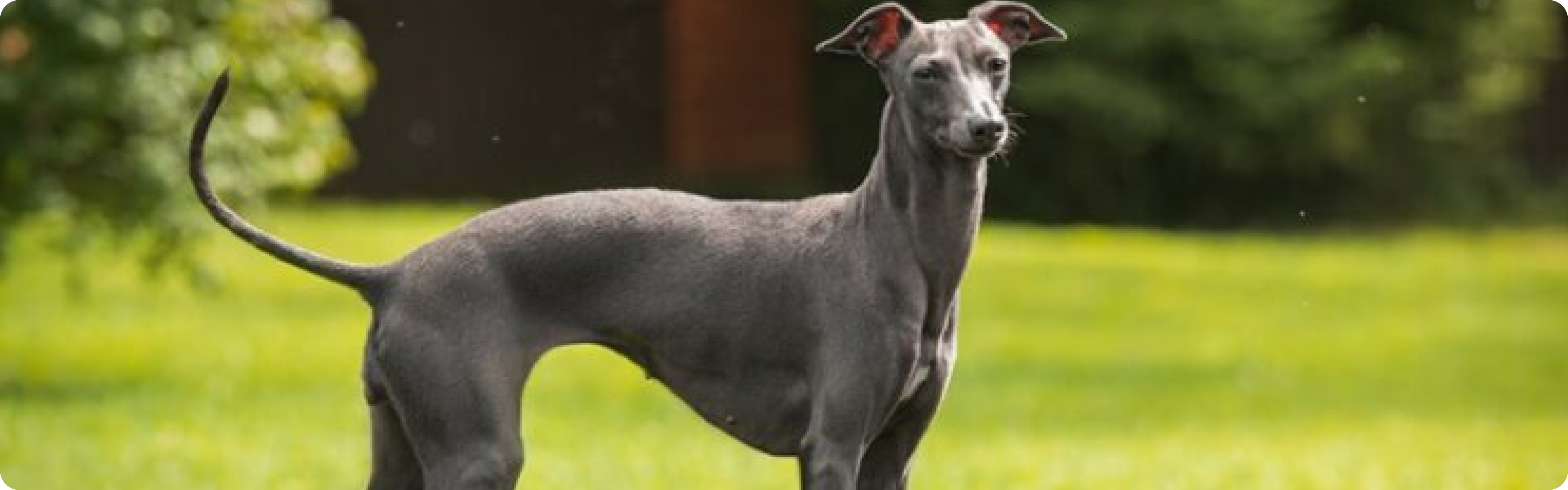 Italian Greyhound