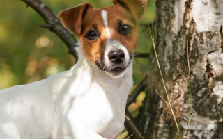 Learn about the Jack Russell Terrier – an energetic, intelligent, and feisty companion. Discover grooming needs, exercise, training tips, and breed traits.
