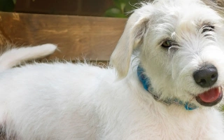 Discover the Jackapoo – a playful and smart Poodle-Terrier mix. Learn about temperament, coat care, training needs, energy levels, and health tips.