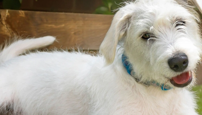 Jackapoo Dog Breed Information - Dogsy.ie