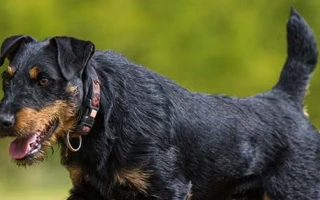 The Jagdterrier is a fearless, driven German hunting terrier with strong prey instincts. Best for active, experienced owners who enjoy working dogs.