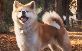 The Japanese Akitainu is a dignified, loyal, and independent spitz breed with deep devotion to family. Calm yet powerful—ideal for confident owners.