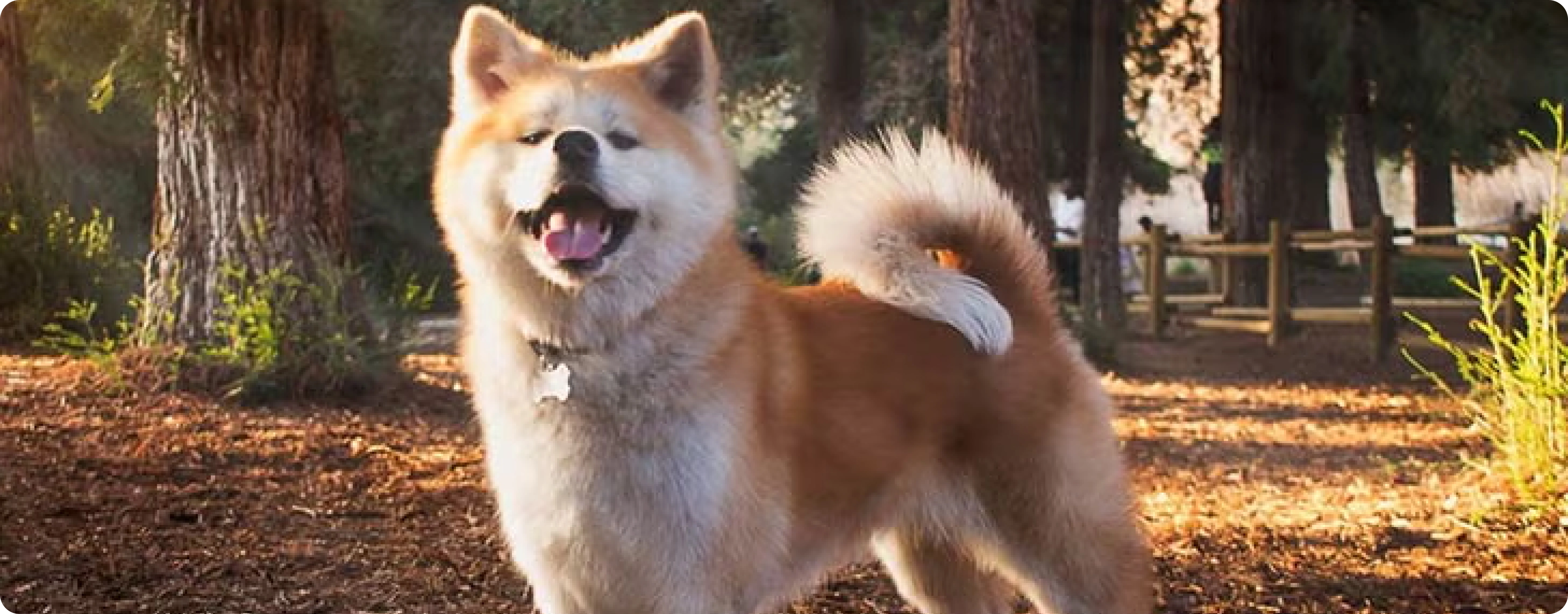 Japanese Akitainu