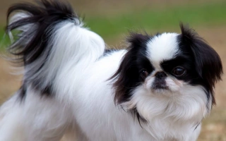 The Japanese Chin is a graceful, cat-like companion dog with a charming personality and luxurious coat. Elegant, affectionate, and ideal for indoor living.