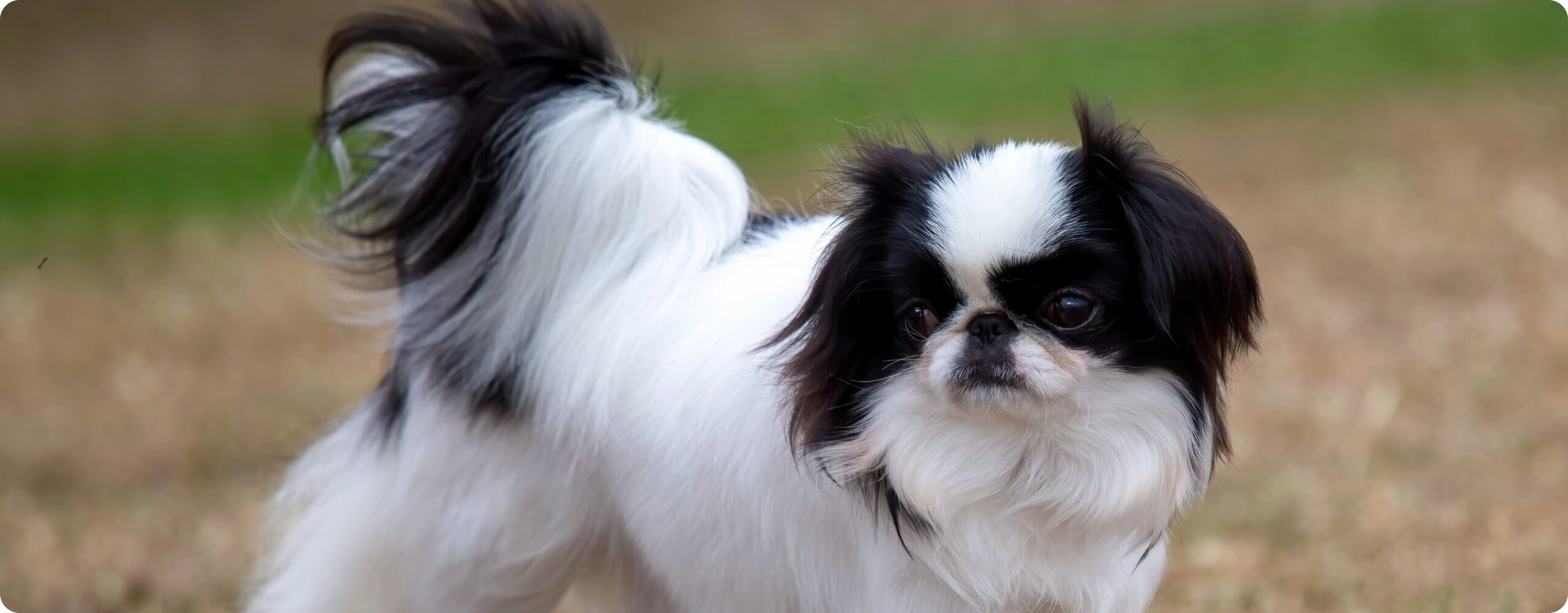 Japanese Chin