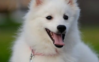Meet the Japanese Spitz – a playful, loyal, and low-maintenance companion with a fluffy white coat. Learn about grooming, temperament, health, and daily care.