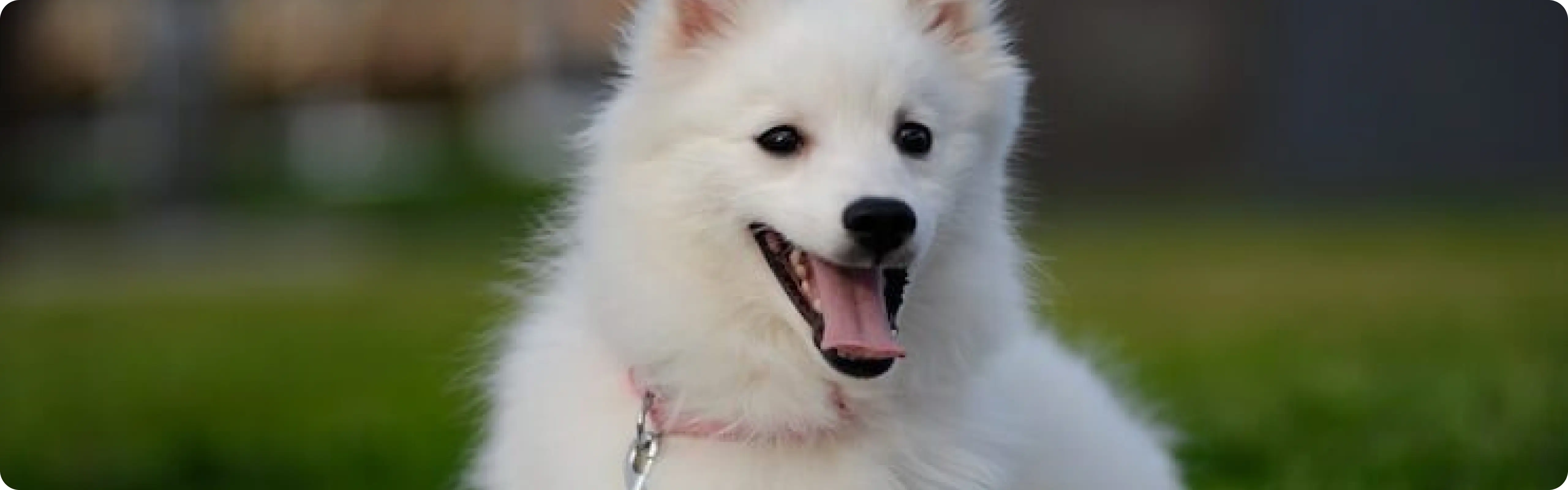 Japanese Spitz