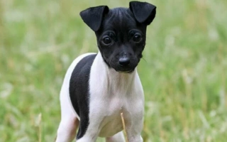 The Japanese Terrier is a lively, loyal, and elegant small dog with a smooth coat and alert nature. Great for active owners seeking a rare companion breed.