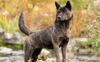 The Kai Ken is a rare, intelligent Japanese spitz breed known for loyalty, athleticism, and its striking brindle coat. Ideal for active, experienced owners.