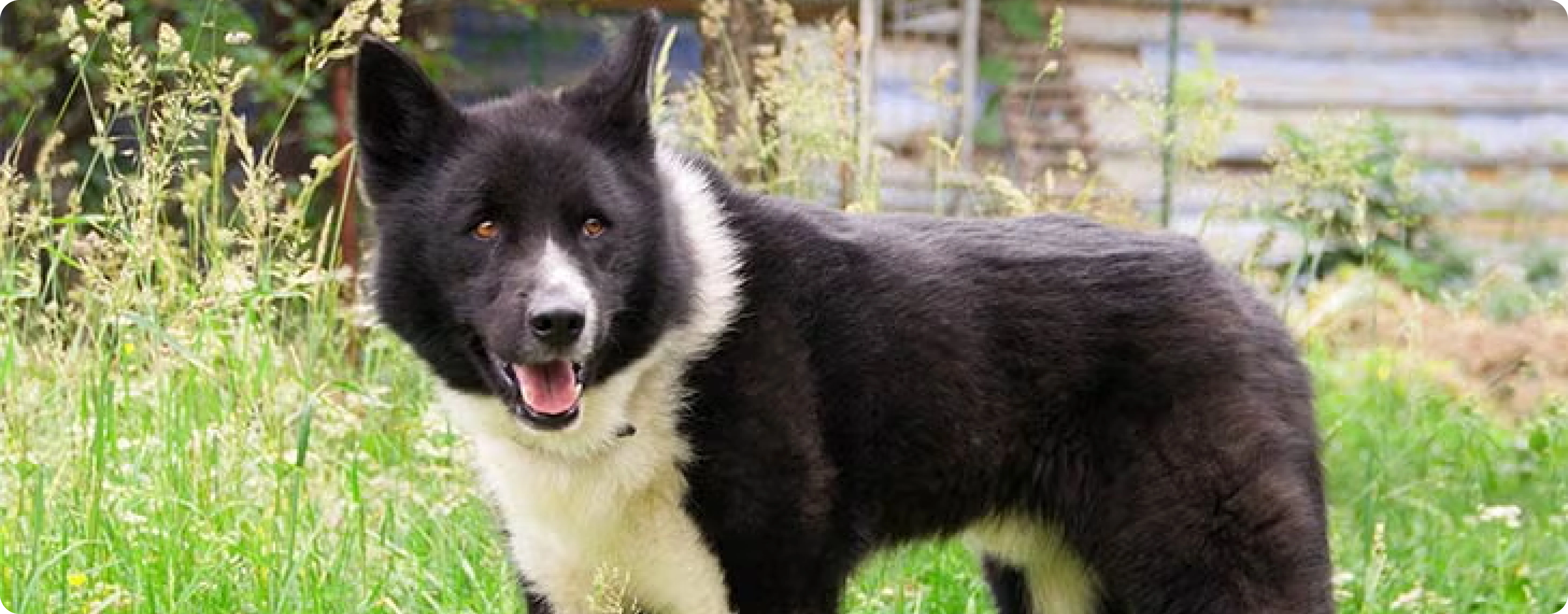 Karelian Bear Dog
