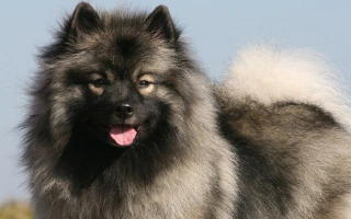 The Keeshond is a cheerful, affectionate spitz breed with a fox-like face and plush coat. Great with families and known for its expressive “smile.”