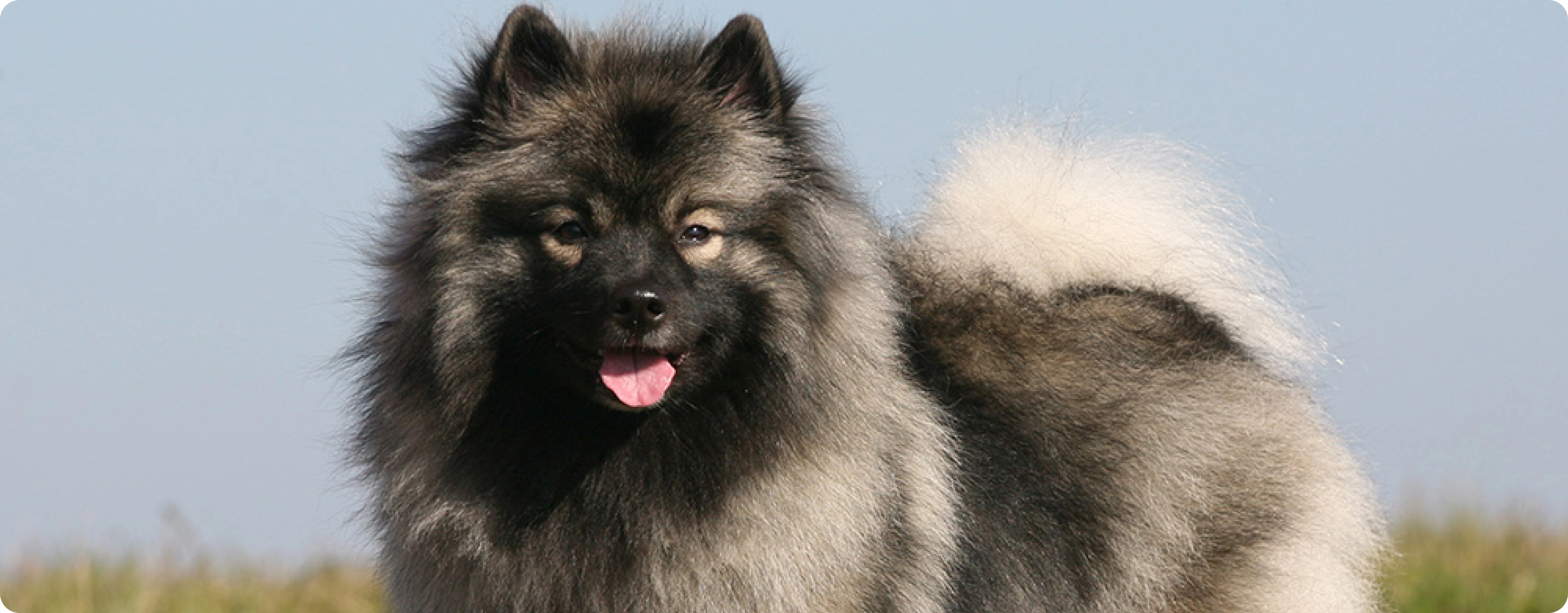 Keeshond