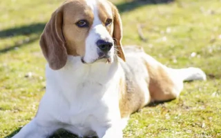 Kerry Beagle is a rare Irish scent hound with high energy, loyalty, and hunting instincts. Great for active families and rural living.