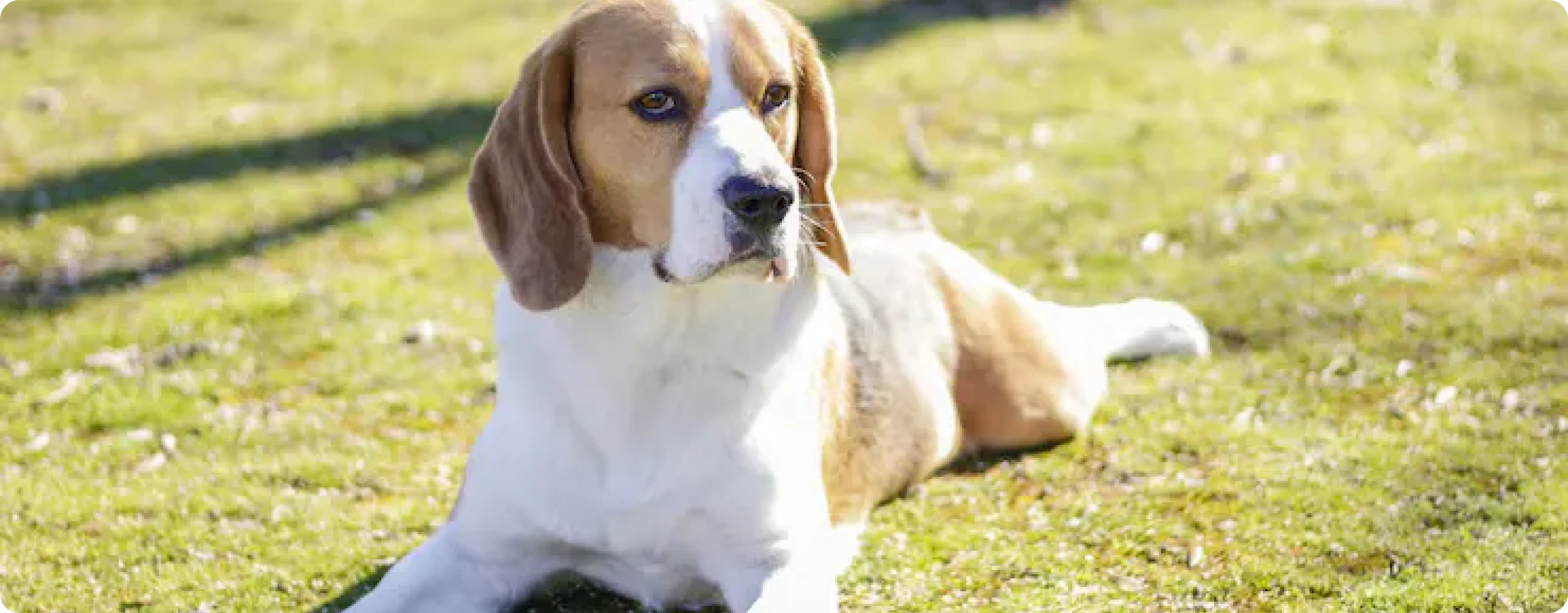 Kerry Beagle