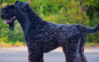 Learn about the Kerry Blue Terrier – a smart, loyal, and stylish Irish terrier breed. Discover temperament, grooming needs, training, and care advice.