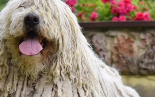 Discover the Komondor – a powerful, independent, and loyal Hungarian flock guardian. Learn about grooming, temperament, size, and care essentials.
