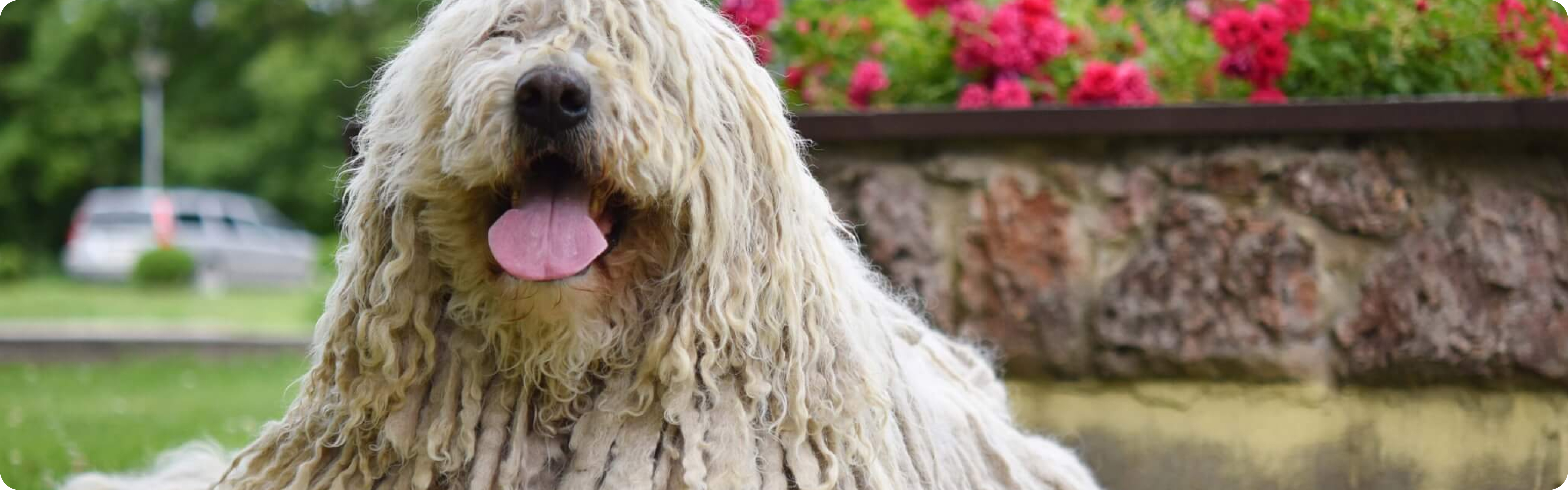Komondor