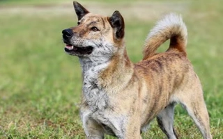 The Korean Jindo Dog is a loyal, independent spitz breed known for devotion, cleanliness, and strong hunting instincts. Best for experienced owners.