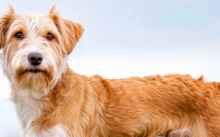 The Kromfohrländer is a rare, cheerful companion breed from Germany—devoted, intelligent, and ideal for families wanting a loyal indoor pet.