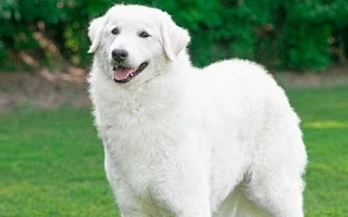The Kuvasz is a majestic Hungarian livestock guardian—loyal, independent, and protective. Ideal for experienced owners seeking a noble working companion.