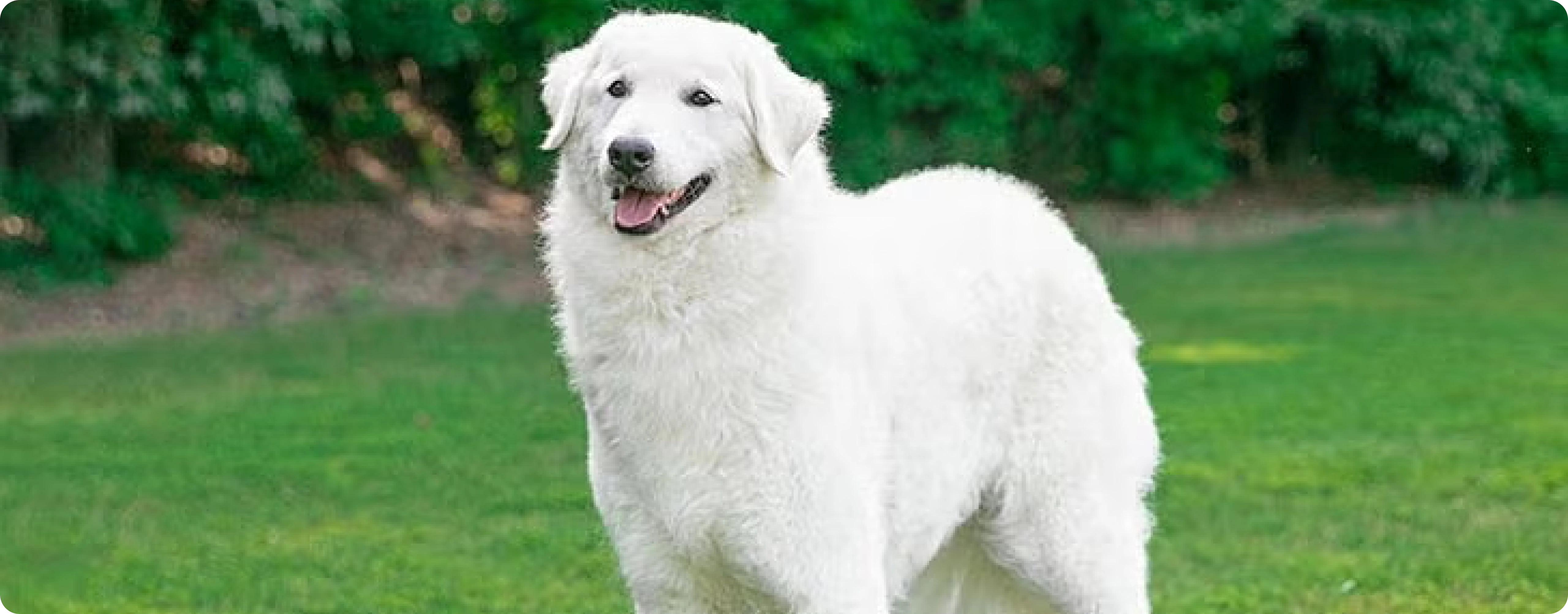 Kuvasz