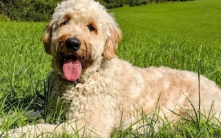 Meet the Labradoodle – a sociable, smart, and allergy-friendly crossbreed. Learn about temperament, coat types, grooming, health, and care tips.