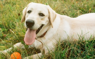 Discover the Labrador Retriever – one of the world’s most popular dog breeds. Learn about temperament, grooming, training, and what makes Labs so lovable.