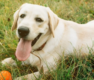 Labrador Retriever