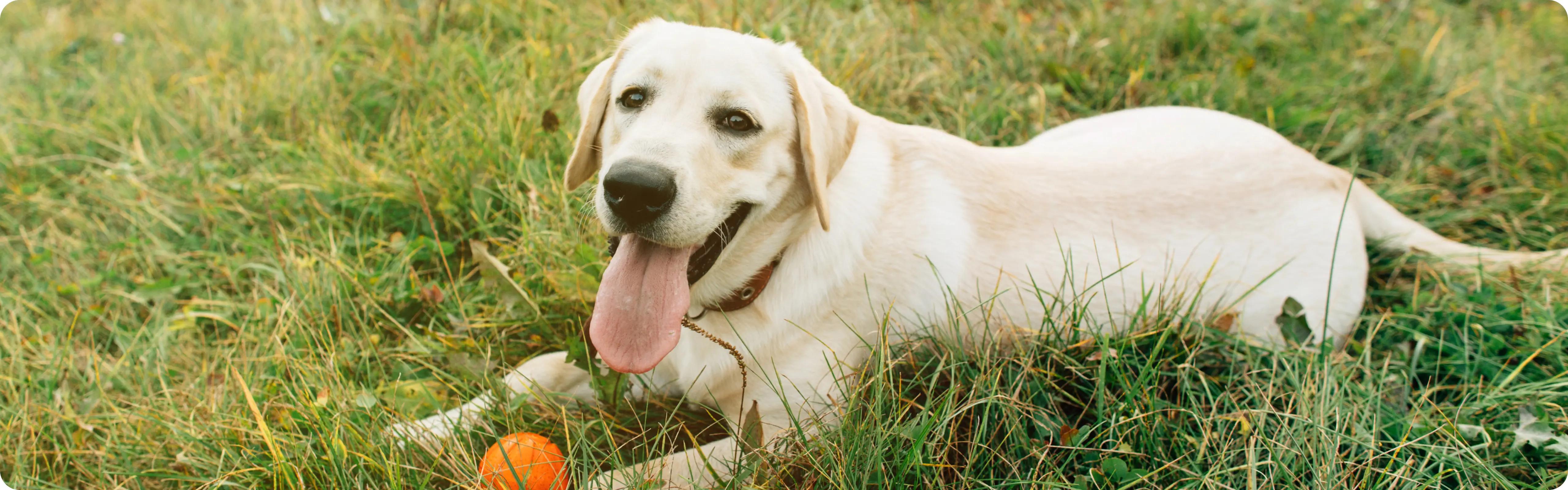 Labrador Retriever