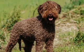 The Lagotto Romagnolo is a curly-coated, affectionate Italian breed known for truffle hunting and allergy-friendly coats. Smart, loyal, and eager to please.