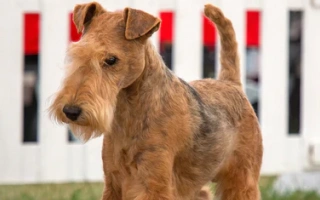 The Lakeland Terrier is a spirited, compact breed from England, known for its confidence, minimal shedding, and cheerful, loyal temperament.