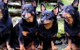 The Lancashire Heeler is a cheerful, compact herding dog with a big personality. Energetic, intelligent, and loyal—ideal for active families and dog sports.