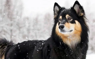 The Lapponian Herder is a calm, hardworking Nordic herding dog—intelligent, loyal, and ideal for active owners who enjoy outdoor life and training.