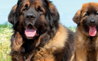 Discover the Leonberger – a massive, gentle, and loyal dog with a lion-like appearance. Learn about temperament, grooming, health, and care needs.