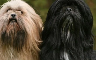 Meet the Lhasa Apso – a small, loyal, and alert dog with a luxurious coat. Learn about temperament, grooming, training, and daily care for this ancient breed.