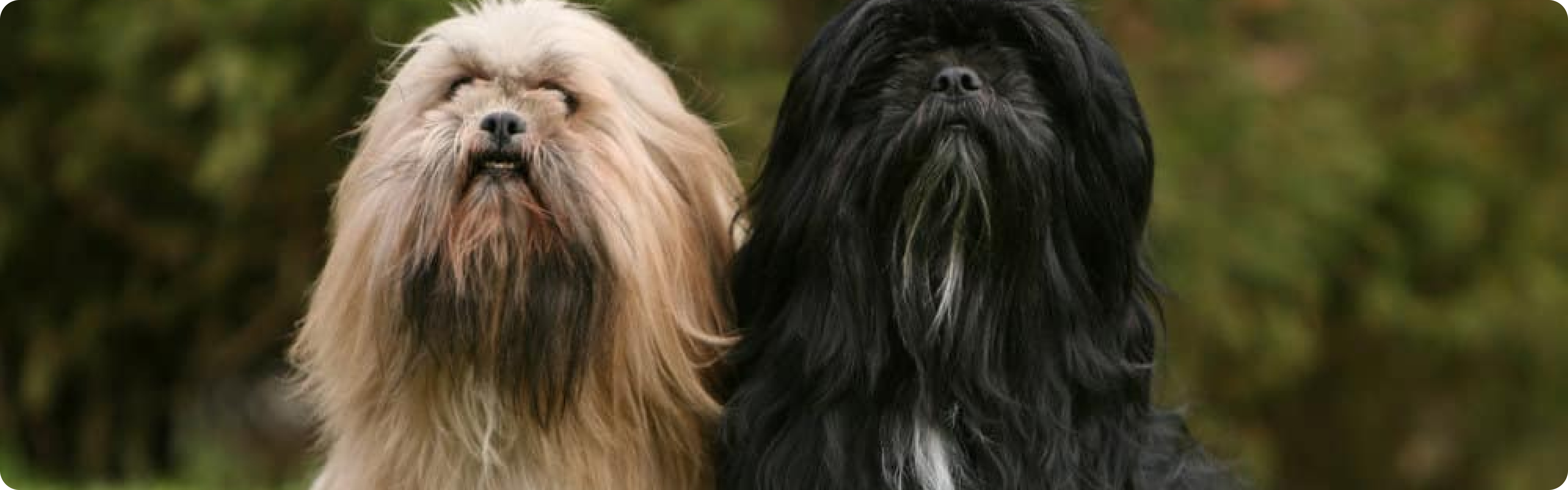 Lhasa Apso