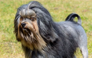 The Löwchen is a cheerful, affectionate toy breed with a lion-like look and a loving heart. Great for families seeking a playful, low-shedding companion.