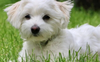 Learn about the Maltese – a charming, elegant, and affectionate toy dog with a flowing white coat. Discover temperament, grooming needs, and daily care.
