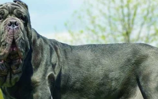 Meet the Mastiff – a colossal yet calm guardian breed. Discover temperament, grooming, training tips, and how to care for this loving giant.