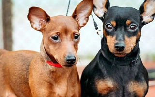 Meet the Miniature Pinscher – a confident, energetic, and compact toy dog. Learn about its bold temperament, training needs, and grooming care.