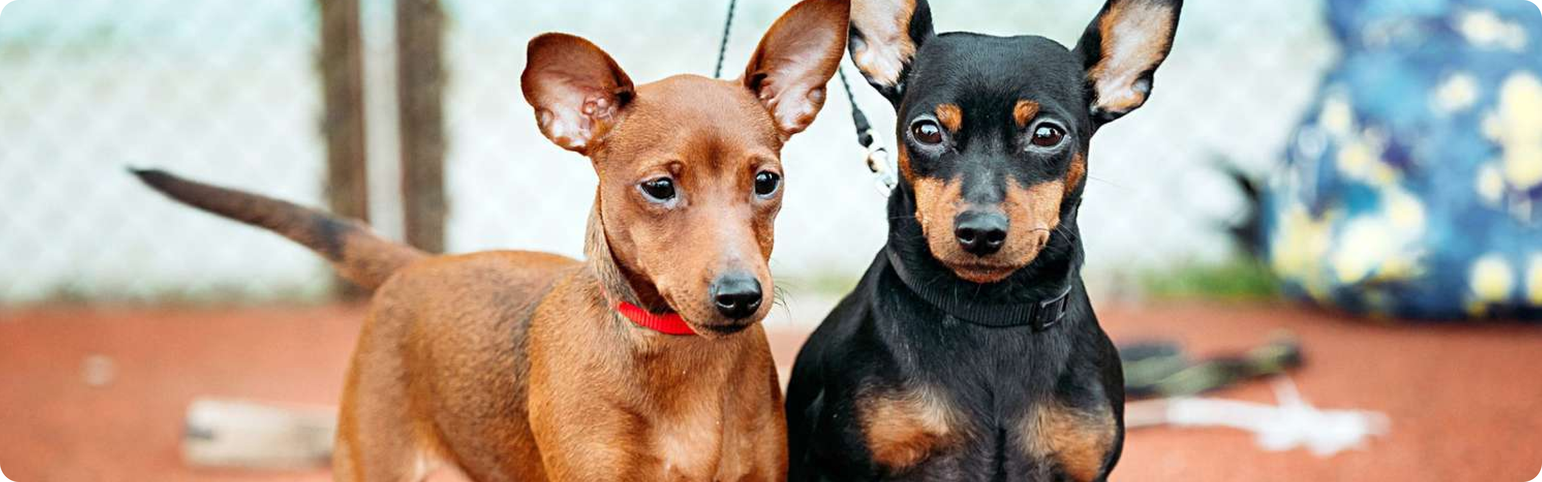 Miniature Pinscher