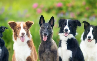 Find mixed breed dogs and puppies for sale from trusted breeders in Ireland. Discover their diversity, unique personalities, and loving temperaments.