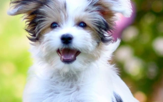 Discover the Morkie – a small, affectionate Maltese-Yorkie mix with a big personality. Learn about grooming, temperament, size, and care for this hybrid dog.