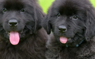 Meet the Newfoundland – a gentle, loyal giant with water rescue instincts. Learn about temperament, grooming, training, and how to care for this lovable breed.