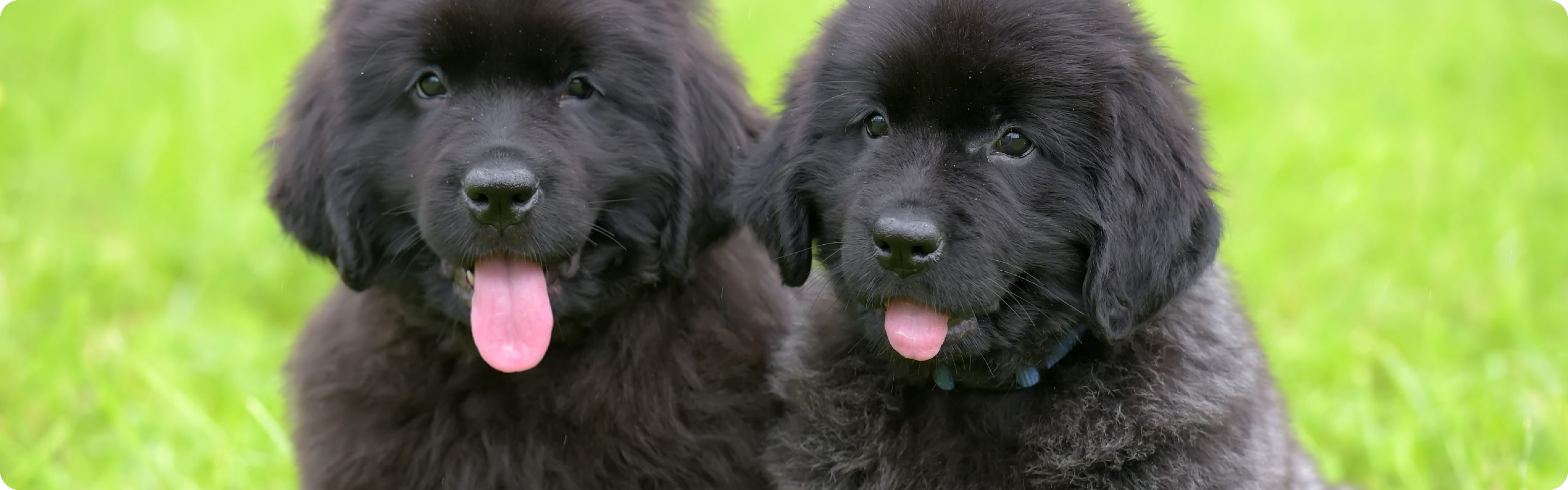 Newfoundland